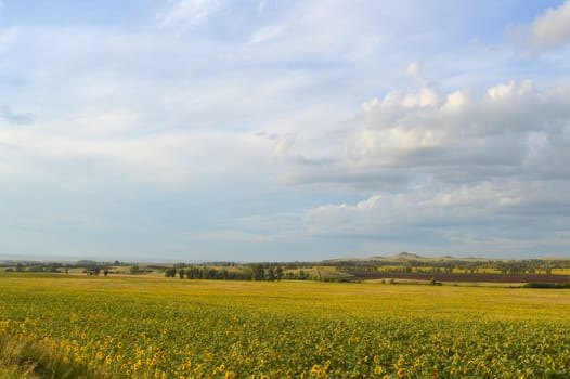 sunflowers field under blue sky with clouds