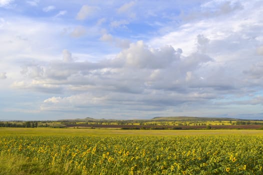 sunflowers field under blue sky with clouds