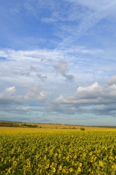 sunflowers field under blue sky with clouds