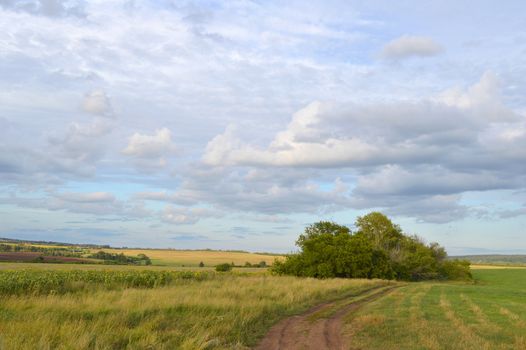 summer landscape with rural road and plants