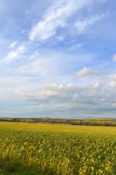 sunflowers field under blue sky with clouds