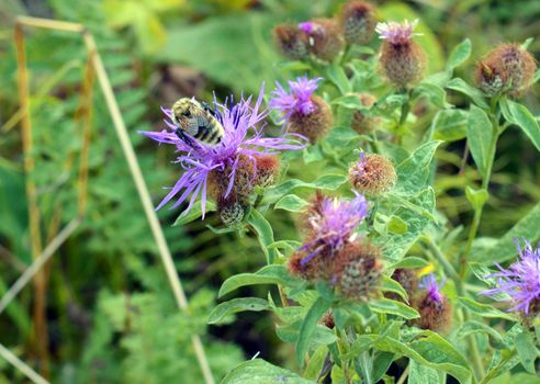 wild nature texture, grass and blossom flowers, shallow dof