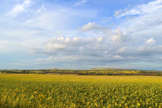 sunflowers field under blue sky with clouds