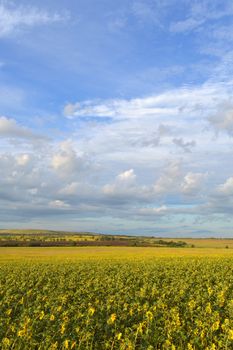 sunflowers field under blue sky with clouds