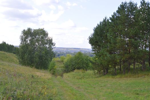 summer landscape with rural road and plants