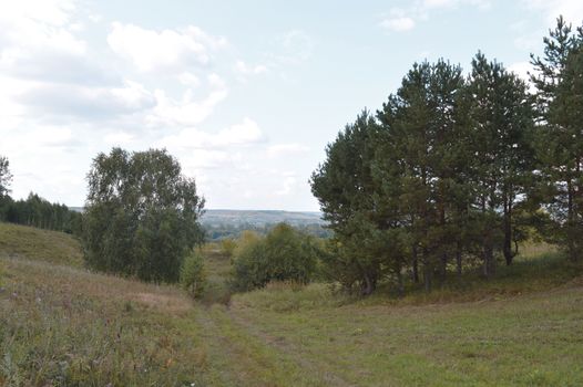 summer landscape with rural road and plants