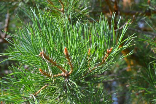 background nature with green twigs of pine