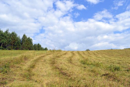 summer rural landscape with plants