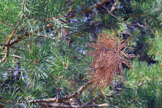 background nature with green twigs of pine