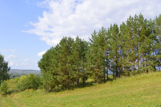 summer landscape with rural road and plants