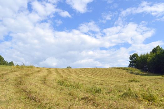 summer rural landscape with plants