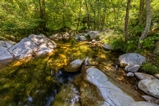 Small transparent creek in a sunny day in the forest