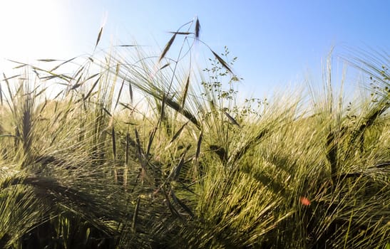 Golden wheat field and sunset sky, landscape of agricultural grain crops in harvest season