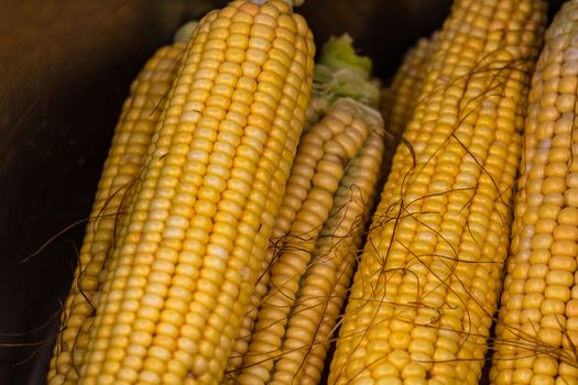 Freshly harvested corn, detail of ripe sweet corn on the cob.