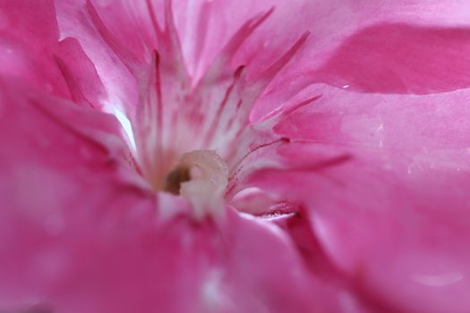 macro image of oleander petals