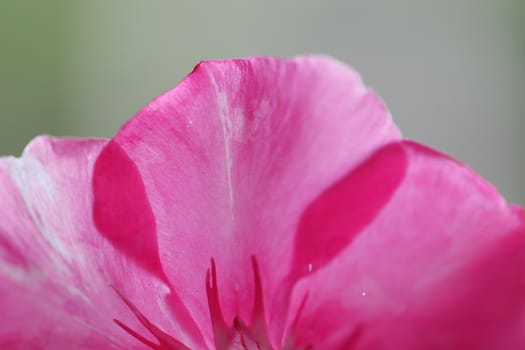 close up of pink flower petals, oleander
