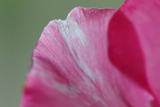 macro shot of pink oleander flower petals