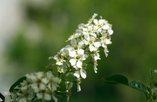 Nice white bird cherry flowers blossom in springtime