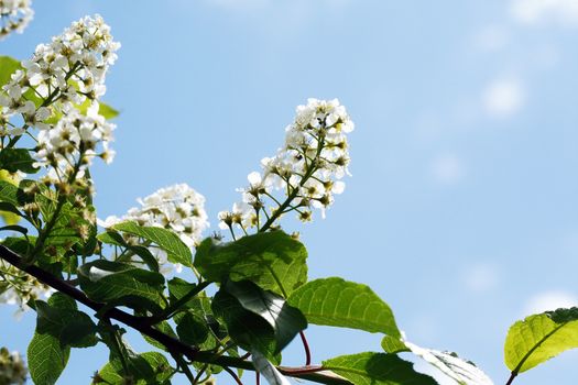 Nice white bird cherry flowers blossom in springtime