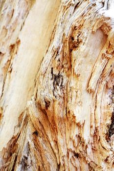 Extreme closeup background with cracked wood