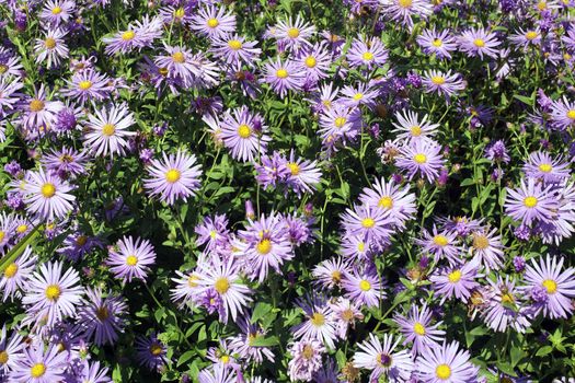 Aster x frikartii, 'Monch'  a common cultivated herbaceous perennial hardy garden flower plant also known as  Michaelmas Daisy due to its late flowering period stock photo