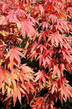 Acer palmatum ( Japanese maple) leaves turning red in the autumn fall stock photo background