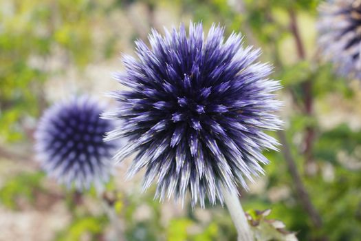 Echinops a common cultivated herbaceous perennial hardy blue garden flower plant also known as Globe Thistle stock photo