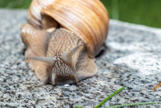 Antennae fully extended and both eyes in focus looking directly into the camera