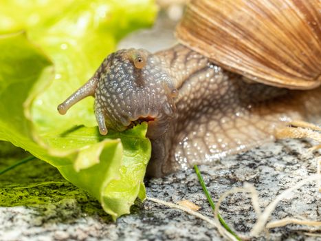 Focus is on the mouth area with the jaw that cuts the salad - - jaw perfectly visible and snail directly looking into the camera