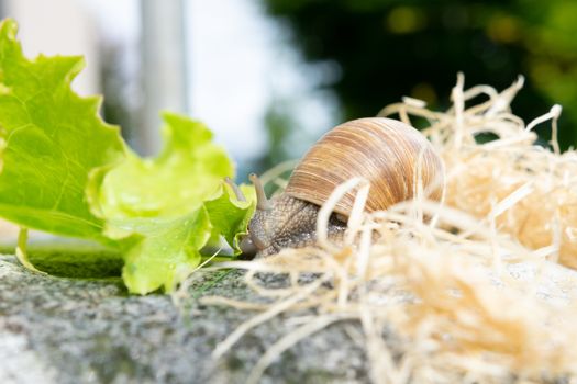 Burgundy snail on a stone eating a salad leaf