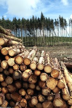 Forest pine trees log trunks felled by the logging timber industry which may have an environment conservation impact stock photo