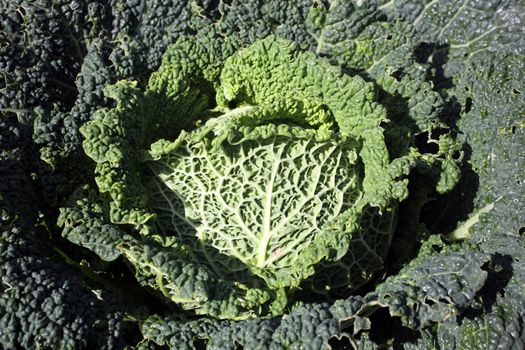 Cabbage (Brassica oleracea) grown for its food health diet benefits in an agriculture garden allotment stock image