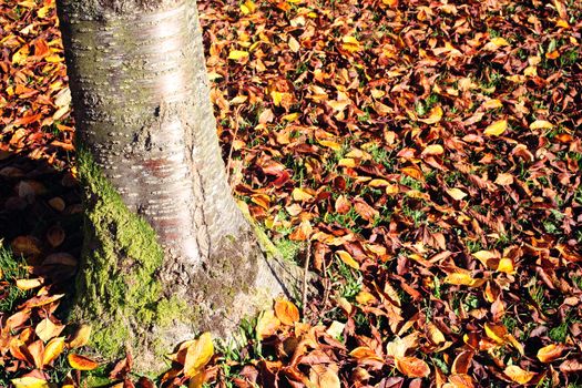 Autumn colour fall leaves on the ground at the base of a tree trunk stock photo