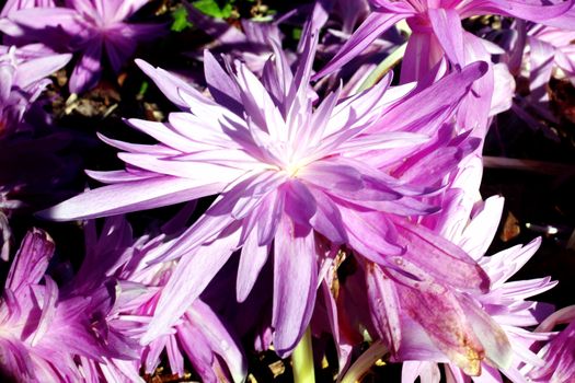 Colchicum autumnale 'Waterlilly' an autumn fall flowering bulb plant commonly known as Autumn Crocus stock photo