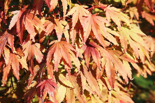 Acer palmatum ( Japanese maple) leaves turning red in the autumn fall stock photo background