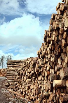 Forest pine trees log trunks felled by the logging timber industry which may have an environment conservation impact stock photo