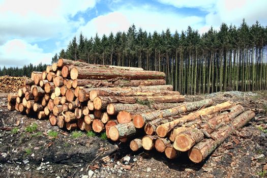 Forest pine trees log trunks felled by the logging timber industry which may have an environment conservation impact stock photo