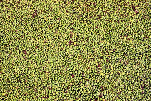 Background texture of a polluted lake pond having overgrown green algae stock photo