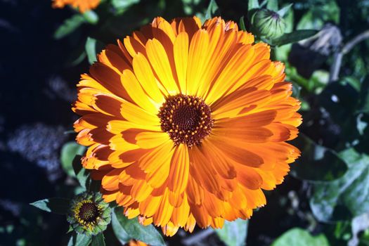 Marigold (Calendula officinalis) a common cultivated annual bedding garden flower plant of a yellow or orange colour also known as  Pot Marigold and it is an effective herb for many skin conditions stock photo