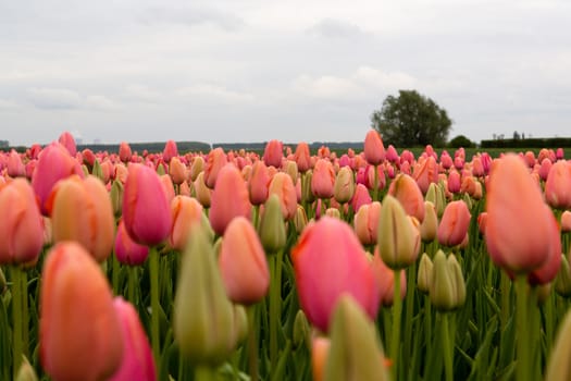 Colorful field of tulips in the Netherlands