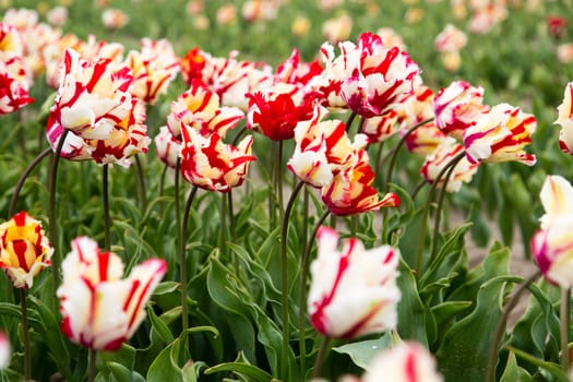 Colorful field of tulips in the Netherlands