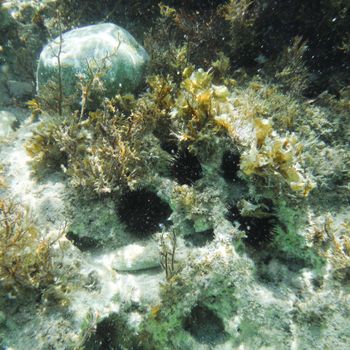 Shots of the beautiful underwater world of Greece