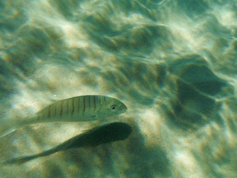 Shots of the beautiful underwater world of Greece