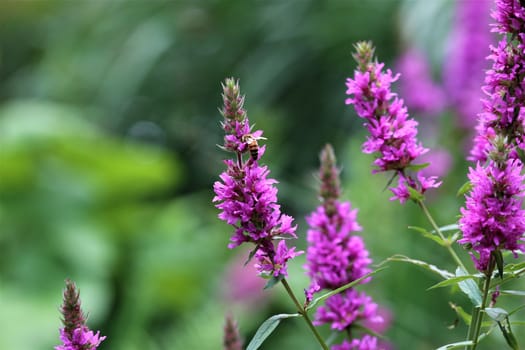 Bee on a loosestrife flower against a green background