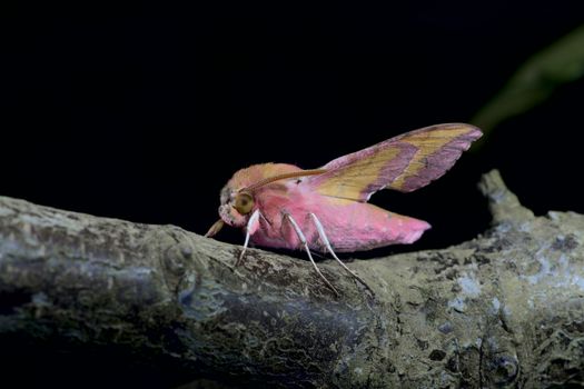 Small pink elephant hawk moth stands out with its vibrant colors on a large greenish blue branch against a black background.