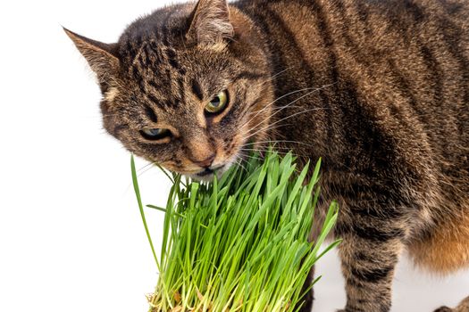 Yellow eyed tabby cat eating fresh green grass close-up on white background with selective focus and blur.