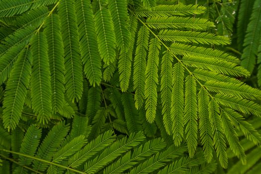 Detail of small green leaves of Persian silk tree (Albizia julibrissin) in garden. No focus, specifically.