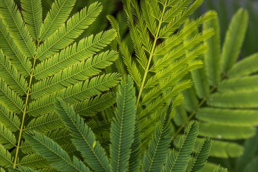 Detail of small green leaves of Persian silk tree (Albizia julibrissin) in garden. No focus, specifically.