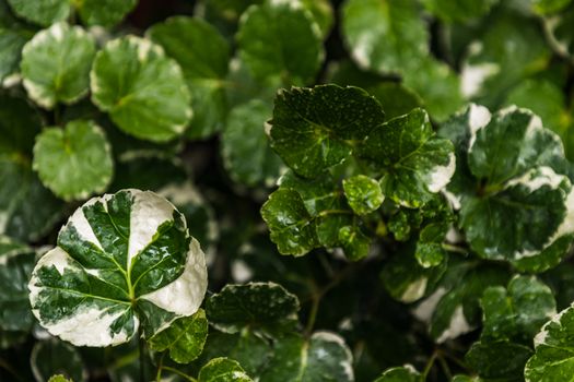 Green and White Stripe Leaves of Polyscias scutellaria Plants for Garden Decoration. Ecological Concept, Ornamental plants. Selective focus.