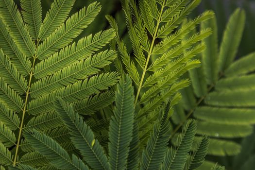 Detail of small green leaves of Persian silk tree (Albizia julibrissin) in garden. No focus, specifically.
